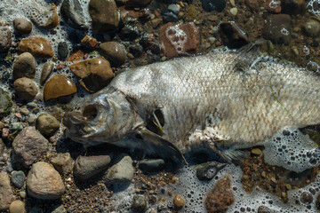 Decaying fish in green mud