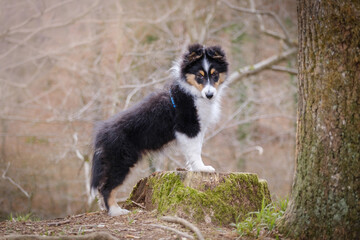 Obraz premium Tricolor Shetland sheepdog puppy dog