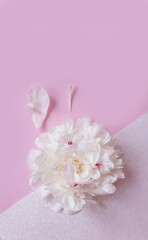 peony flower on a colored background
