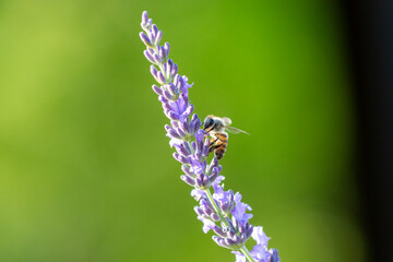 Lavender flower and honey bee. Bee collecting pollen.