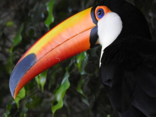 Jungle toucan