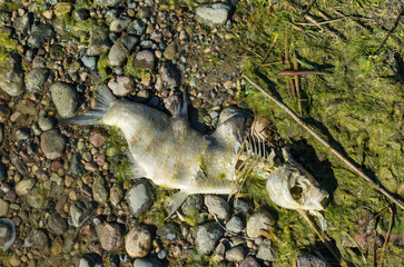 Decaying fish in green mud