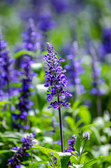 lavender flowers in the garden