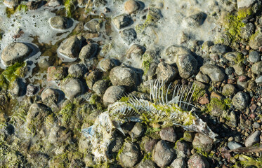 Decaying fish in green mud