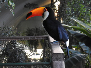 Jungle toucan