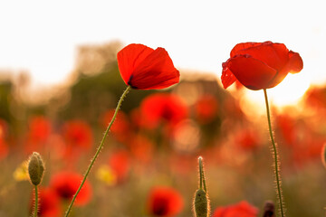 red field poppies on the background of the setting sun. summer wildflowers in the evening sun