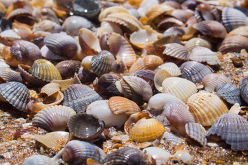 the texture of a seashore covered with clam shells