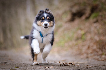 Tricolor Shetland sheepdog puppy dog