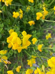 yellow flowers in the garden