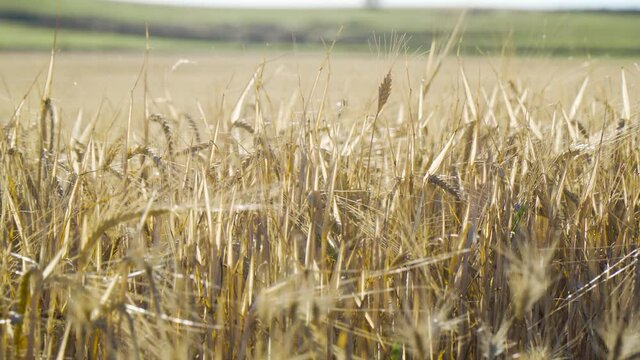 Campo de trigo cereal en verano con sol