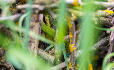 Green european lizard Lacerta viridis portrait in nature