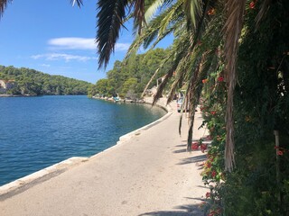 trees on the beach