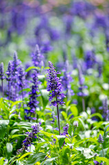 Fototapeta premium lavender flowers in the field