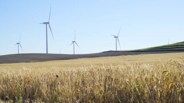 Campo de trigo en verano con molinos de viento al fondo, agricultura y energ&iacute;a renovable