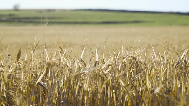 Campo de trigo cereales en verano con sol
