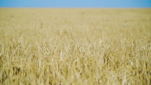 Campo de trigo en verano con sol con cielo en el horizonte