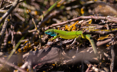 Green european lizard Lacerta viridis portrait in nature