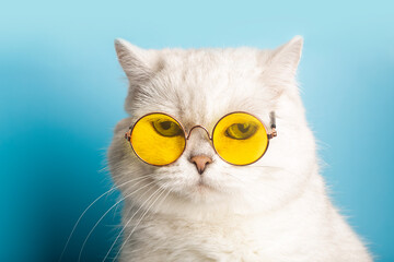 Funny cat in sunglasses. Cat with glasses on a light blue clean sunny background. Funny pets,...