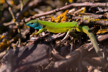 Green european lizard Lacerta viridis portrait in nature