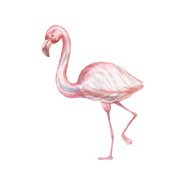  animals wild cartoon  flamingo birds cute baby picture watercolor hand drawn illustration. Print textile vintage retro scandinavian style realism forest nature patern seamless