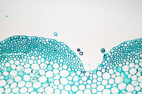 Japanese flowering fern rhizome petiole plant cells