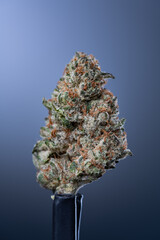 Cannabis Flower Macro - Strain: Peanut Butter Breath