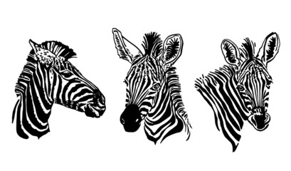 Vector zebra portraits on white background isolated ,graphical elements