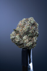 Cannabis Flower Macro - Strain: Mac V2