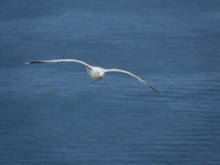 herring gull (Larus argentatus) flying over ocean 