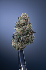 Cannabis Flower Macro - Strain: Purple Chem