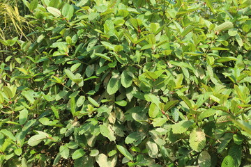 Kratom or Mitragyna speciosa plant in wild