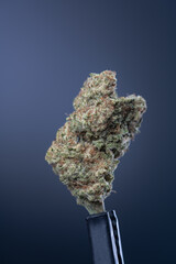 Cannabis Flower Macro - Strain: Mac 1