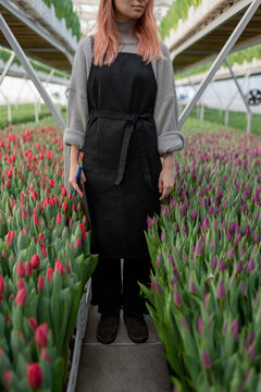 gardener in an apron stands between rows of tulips 