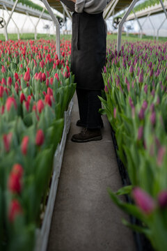 gardener in an apron stands between rows of tulips 