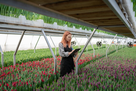 girl gardener records changes in the growth of tulips