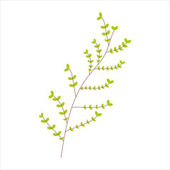 Green branch with leaves on a white background for use in clip art or web design