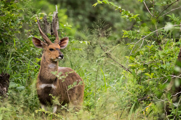 Bushbuck male antelope