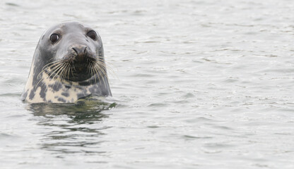 Seals at the south end of Walney, Cumbria, England, UK