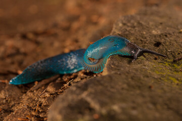 Carpathian blue slug (Bielzia coerulans) on the wet soil and stone