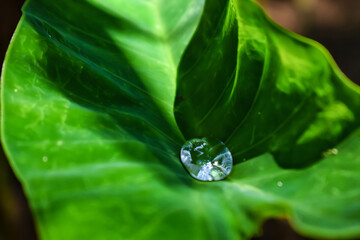 green leaf with water drops