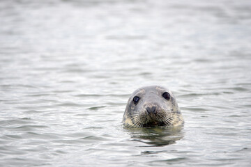 Seals at the south end of Walney, Cumbria, England, UK
