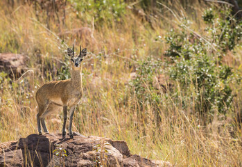 Klipspringer male antelope