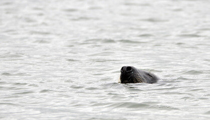 Obraz premium Seals at the south end of Walney, Cumbria, England, UK