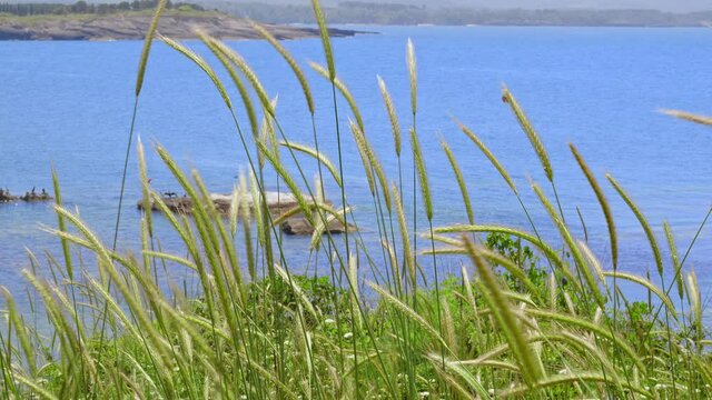 Plants and the Sea