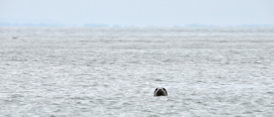 Seals at the south end of Walney, Cumbria, England, UK