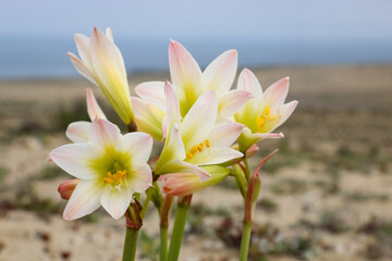 Fototapeta premium beautiful flowers on the desert coast