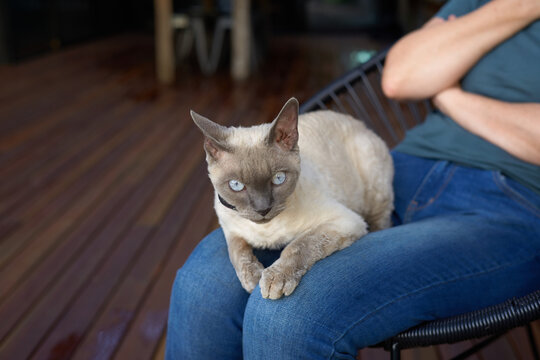 Devon rex cat sitting with his owner
