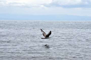 Seagull flying near barrow in furness, cumbria, england, uk