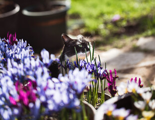 Cat sniffing dwarf Iris in bloom in pots