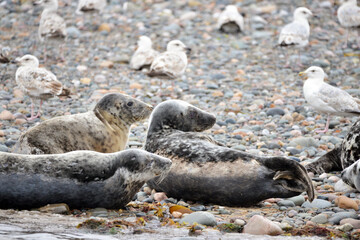 Seals at the south end of Walney, Cumbria, England, UK